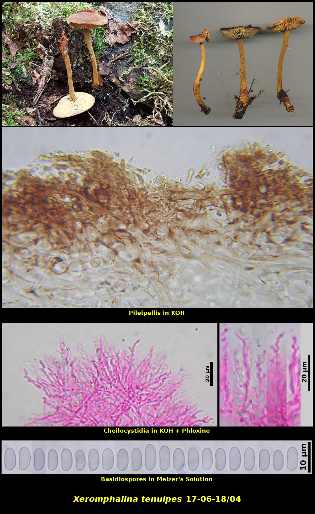 Picture of Xeromphalina tenuipes